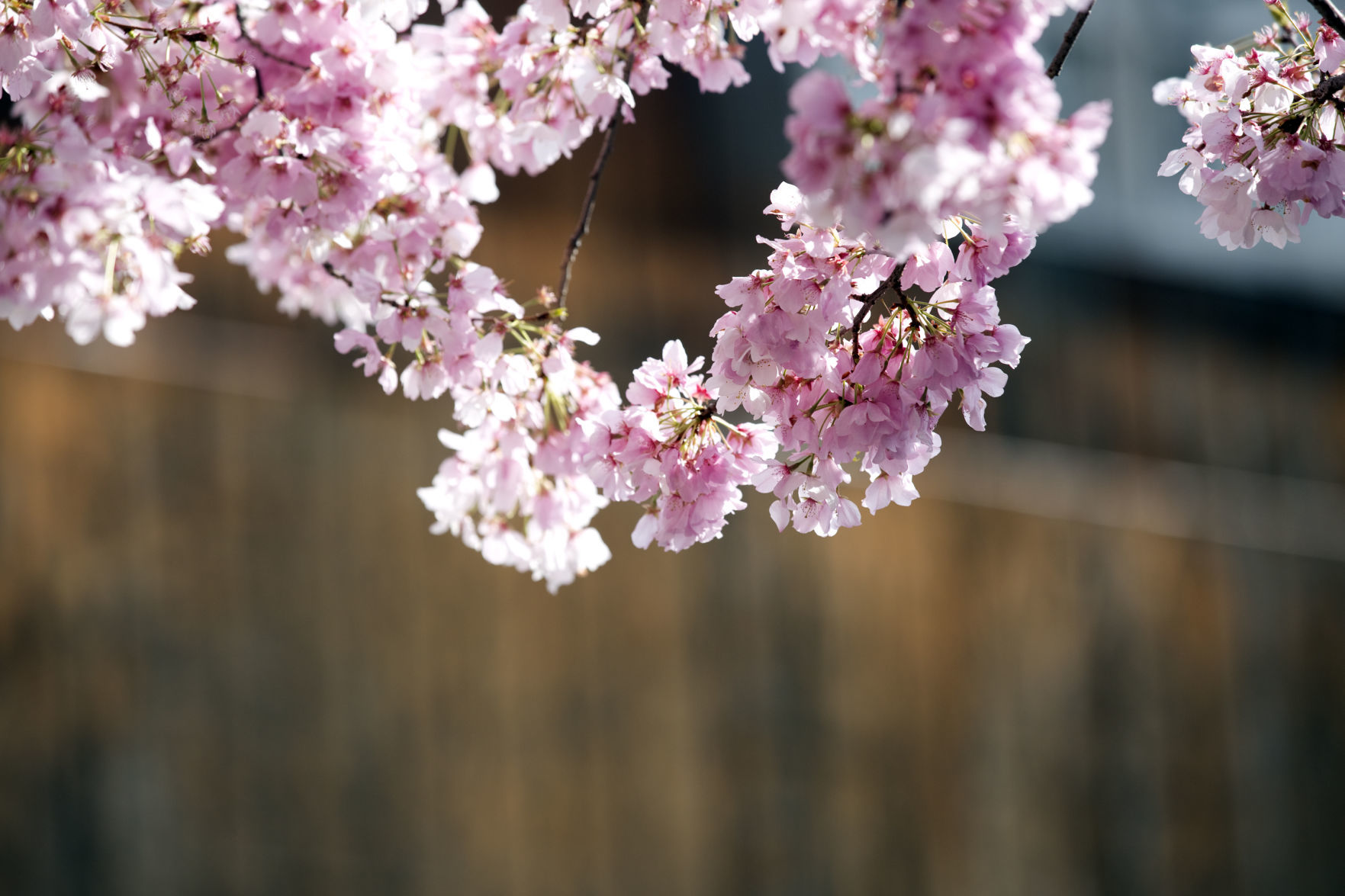 hr cherryblossoms